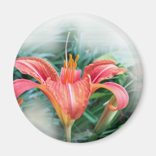 Orangenlilie Magnet