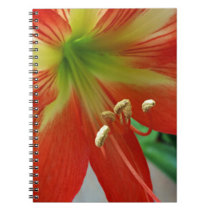 Orangenlilie Notizblock