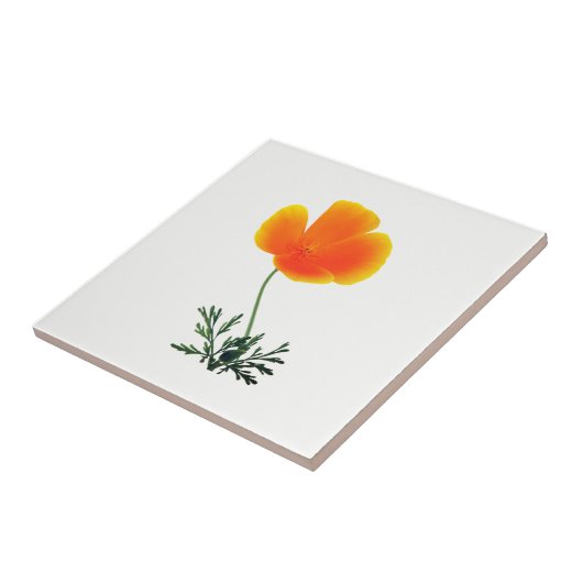 Orangenmohn Fliese (Seite)