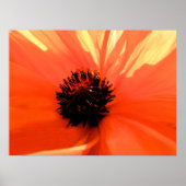 Orangenmohn Poster (Vorne)