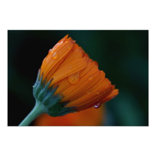 Orangenmuschel Fotodruck (Vorne)