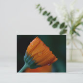 Orangenmuschel Postkarte (Stehend Vorderseite)