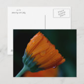 Orangenmuschel Postkarte (Vorne/Hinten)