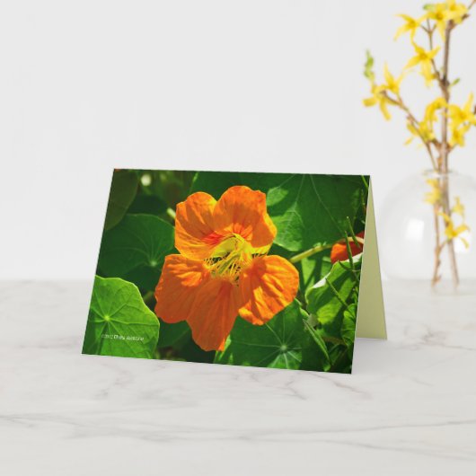 Orangennasturtium Karte (Gelbe Blume)