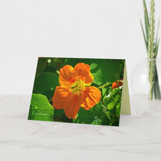 Orangennasturtium Karte (Vorderseite)