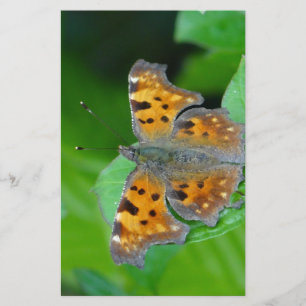 Orangenschmetterling Briefpapier