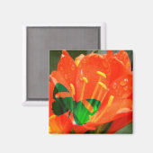 Orangenschmetterling Magnet (Vorderseite/Rückseite)