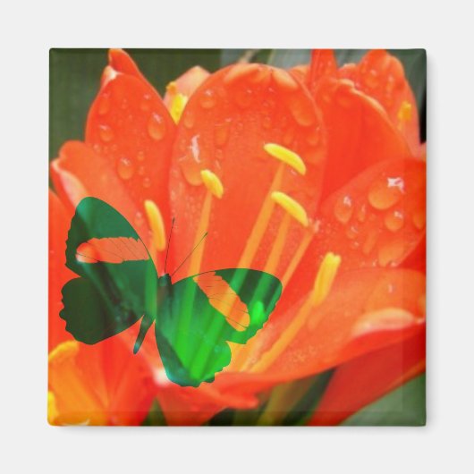 Orangenschmetterling Magnet (Vorne)