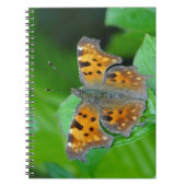 Orangenschmetterling Notizblock (Vorderseite)