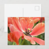 Orangentulpen in blühender Postkarte (Vorne/Hinten)