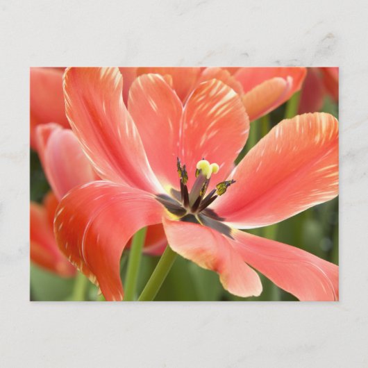 Orangentulpen in blühender Postkarte (Vorderseite)