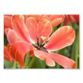 Orangentulpen in Blüte Fotodruck (Vorne)