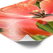 Orangentulpen in Blüte Fotodruck (Ecke)