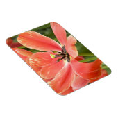 Orangentulpen in Blüte Magnet (Rechte Seite)