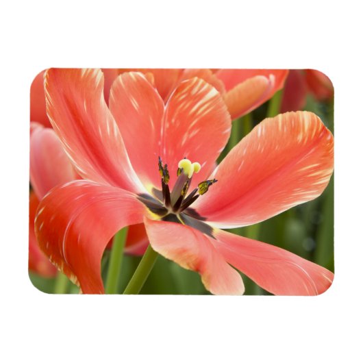 Orangentulpen in Blüte Magnet (Horizontal)