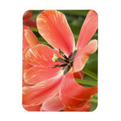 Orangentulpen in Blüte Magnet (Vertikal)