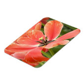 Orangentulpen in Blüte Magnet (Linke Seite)