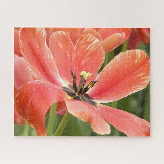 Orangentulpen in Blüte Puzzle (Horizontal)