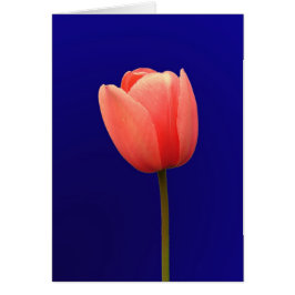 Orangentuppin-Blume mit blauem Hintergrund