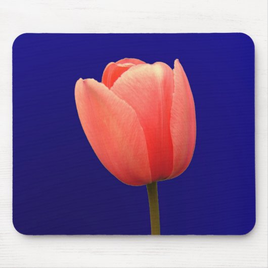 Orangentuppin-Blume mit blauem Hintergrund Mousepad (Vorne)