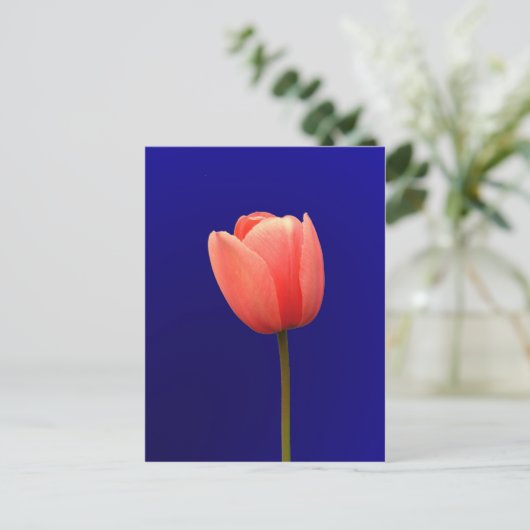 Orangentuppin-Blume mit blauem Hintergrund Postkarte (Stehend Vorderseite)