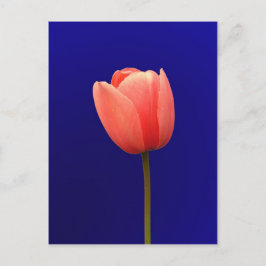 Orangentuppin-Blume mit blauem Hintergrund Postkarte