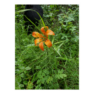 Orangenwälder Poster