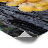 Orangepilz Poster (Ecke)