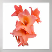 Oranger Gladiolen-Blumen Poster (Vorne)