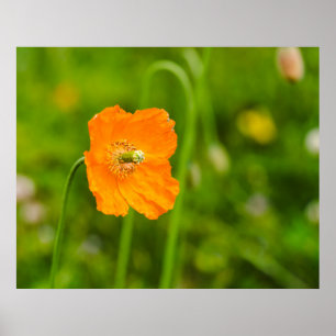 Oranger Klatschmohn blühende Sommerblume auf grüne Poster