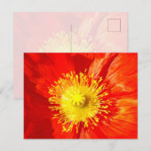 Oranger Klatschmohn Postkarte (Vorne/Hinten)