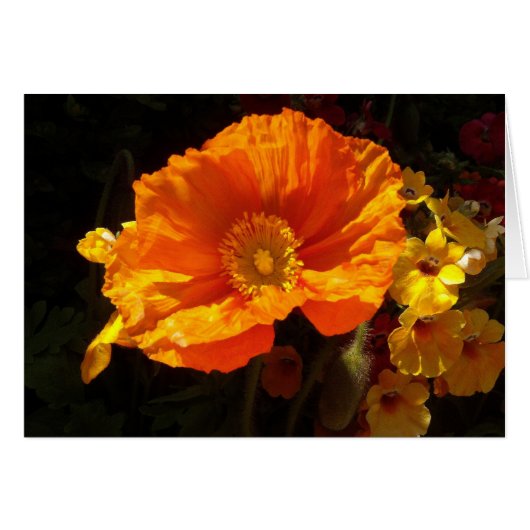 Oranger Mohn (Vorderseite (Horizontal))