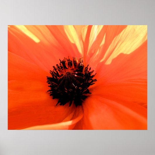 Oranger Mohn Poster (Vorne)