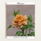 Oranger Planer Rose (Vorderseite)