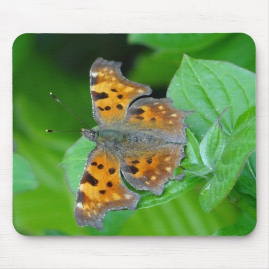 Oranger Schmetterling Mousepad (Vorne)