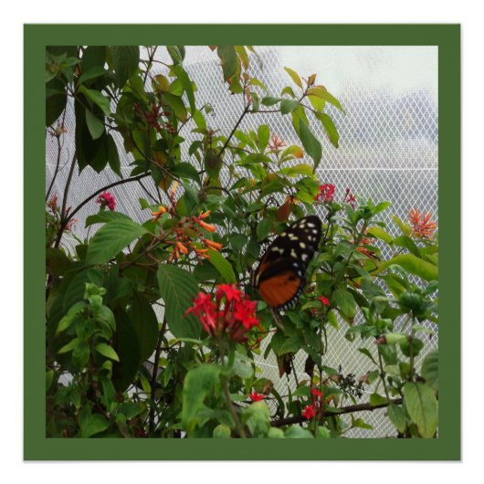 ORANGER SCHMETTERLING POSTER (Vorderseite)