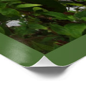 ORANGER SCHMETTERLING POSTER (Ecke)