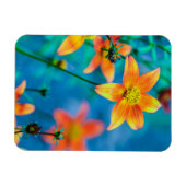 Oranger Sternblume Magnet (Horizontal)