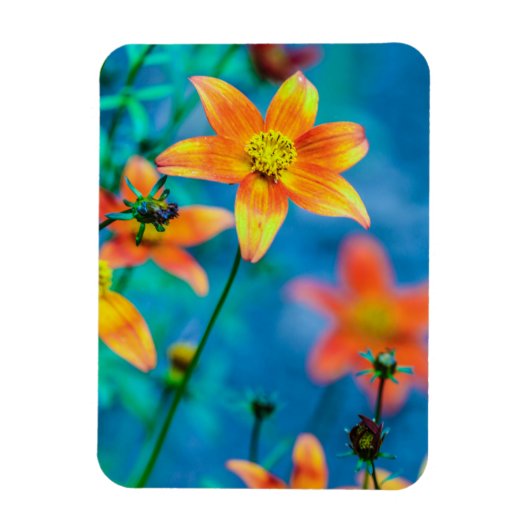Oranger Sternblume Magnet (Vertikal)