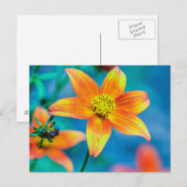Oranger Sternblume Postkarte (Vorne/Hinten)