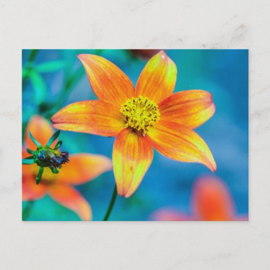 Oranger Sternblume Postkarte (Vorderseite)