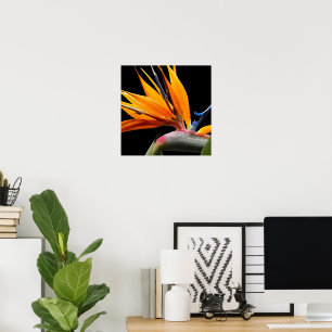 Oranger Vogelparadies-Pflanzenblüten Floral Poster