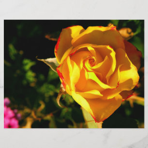 Orangerose Flyer