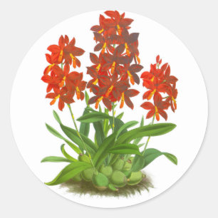 Orangerote Orchideenblüte_GC - Aufkleber