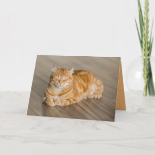 Oranges Katzen-Kätzchen Süße Anpassbare Karte