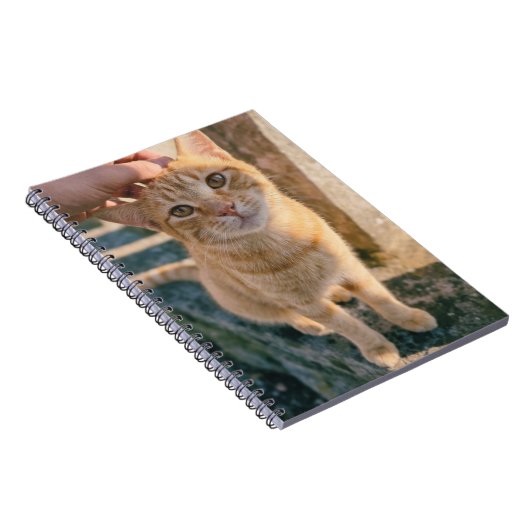 Oranges Katzen Notizbuch Notizblock (Rechte Seite)