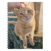 Oranges Katzen Notizbuch Notizblock (Vorderseite)
