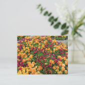 Oranges und rotes Blumenbeet Postkarte (Stehend Vorderseite)