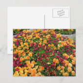 Oranges und rotes Blumenbeet Postkarte (Vorne/Hinten)