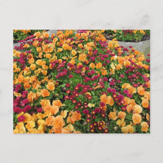 Oranges und rotes Blumenbeet Postkarte (Vorderseite)